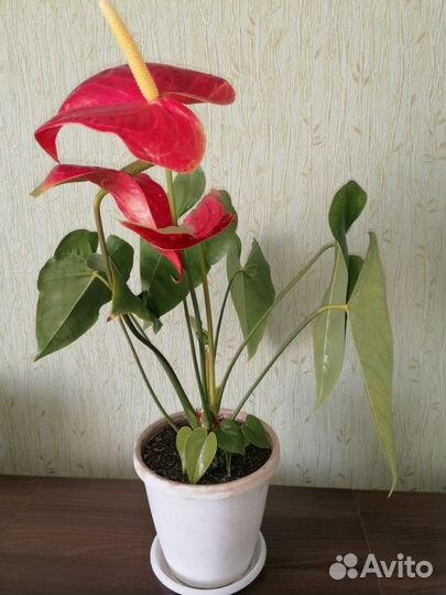 Комнатные растения