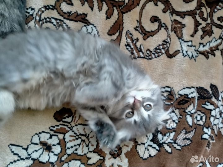 Вислоухая кошка