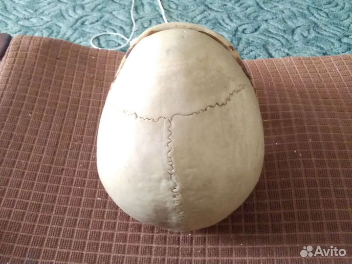 Череп анатомический