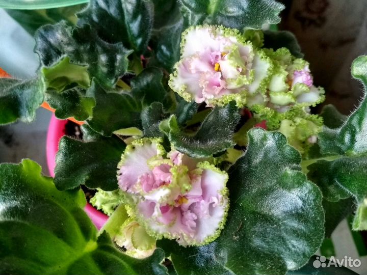 Фиалка сортовая Зеленая роза