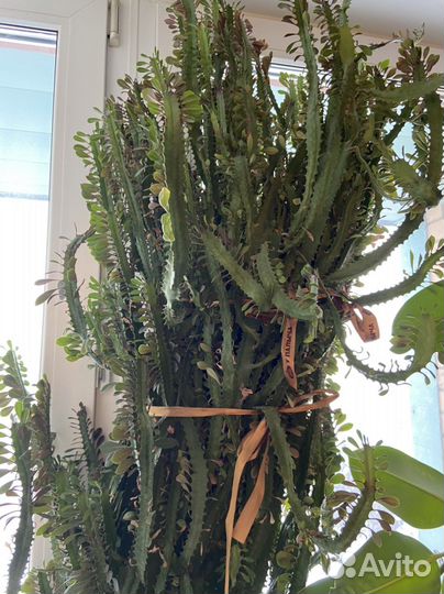 Молочай трехгранный 185 см