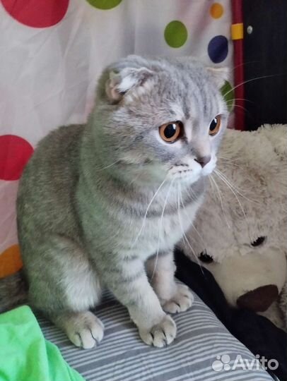 Шотландский вислоухий кот вязка