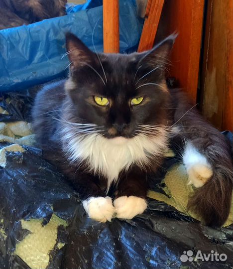 Мейн-кун белый