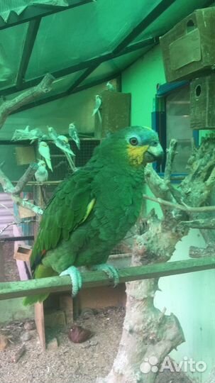 Амазон венесуэльский(самка)