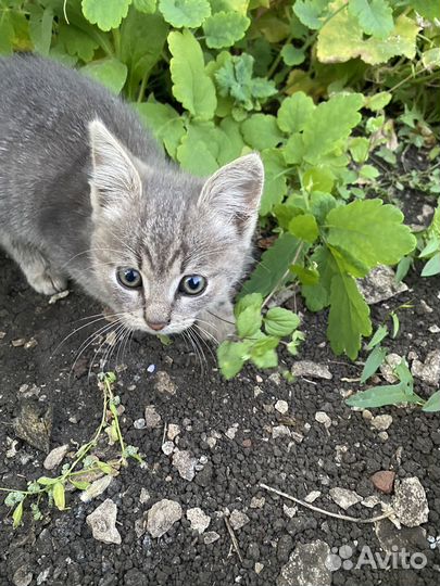 Отдам котенка в добрые руки