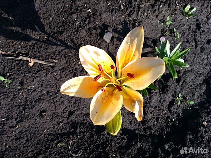 Лилии многолетние