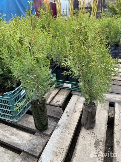 Туя западная Брабант