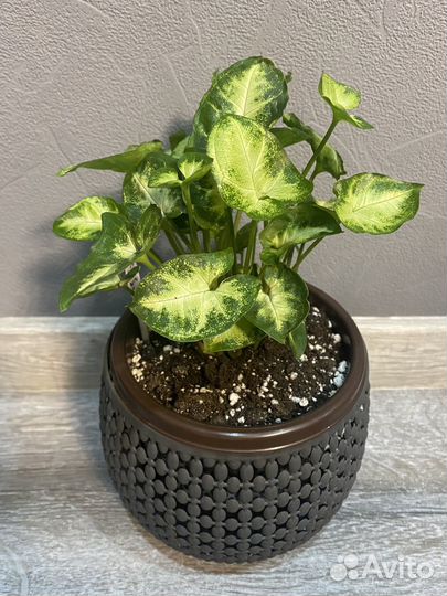 Сингониум пикси