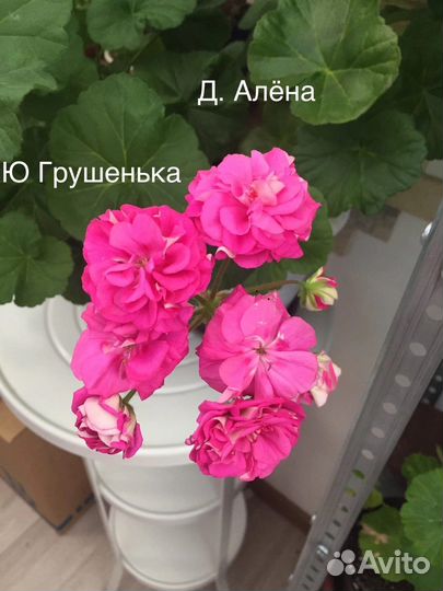 Сортовые пеларгонии