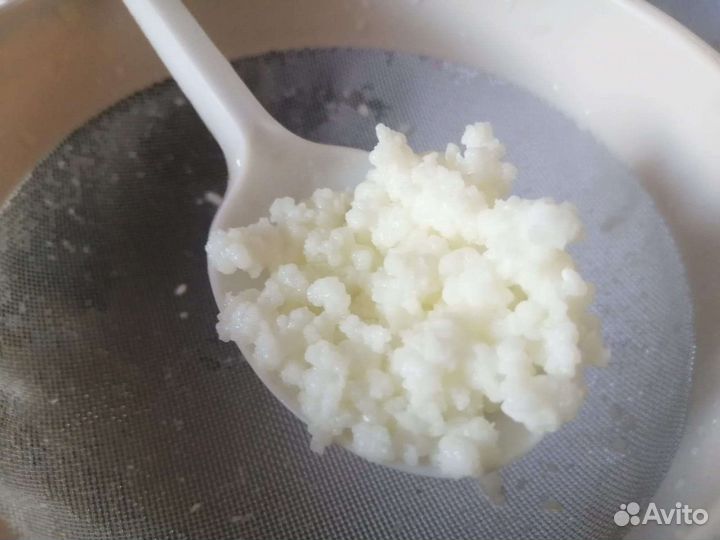 Молочный гриб,тибетский гриб и рисовый гриб