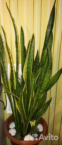 Сансевиерия отростки(Тещин язык/Щучий хвост)