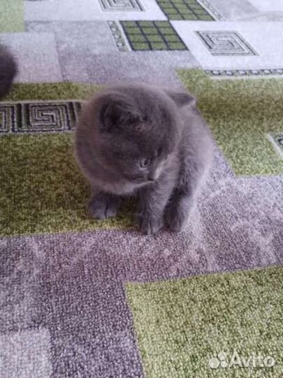 Британский котенок