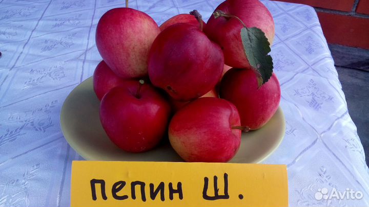 Саженцы яблонь