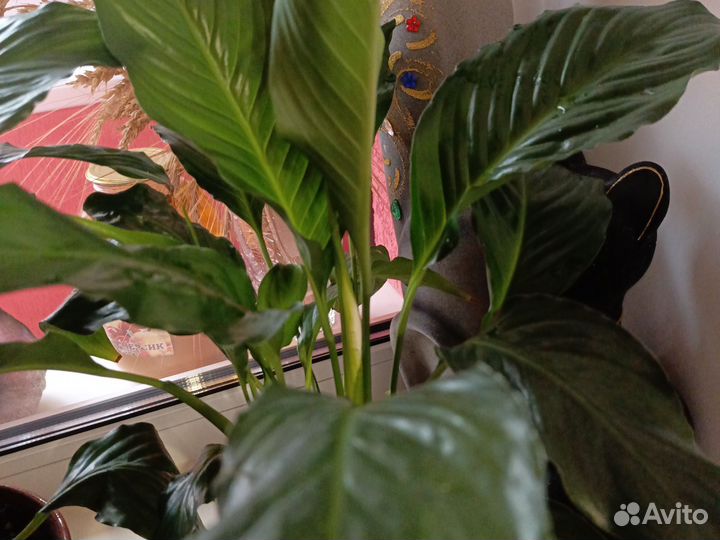 Спатифиллум