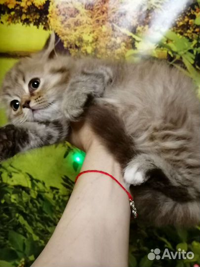 Циннамоновый пушистик