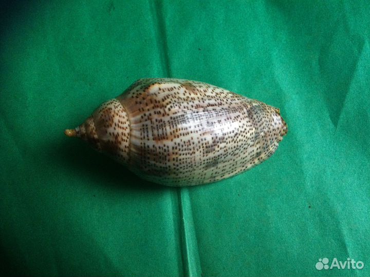 Морская раковина Voluta Laponica 107.3 мм продано