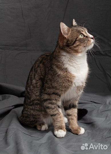 Гаврюша в поиске дома