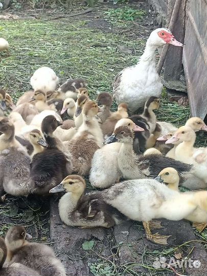 Утята индоутки