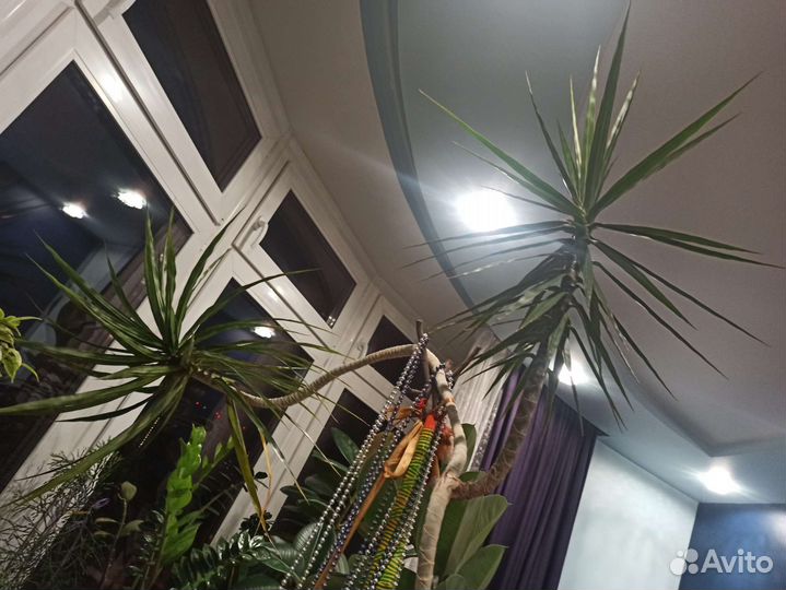 Фикус и драцена - гигиены (15 лет)