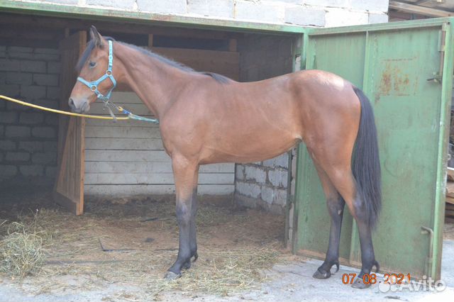 авито курск лошади