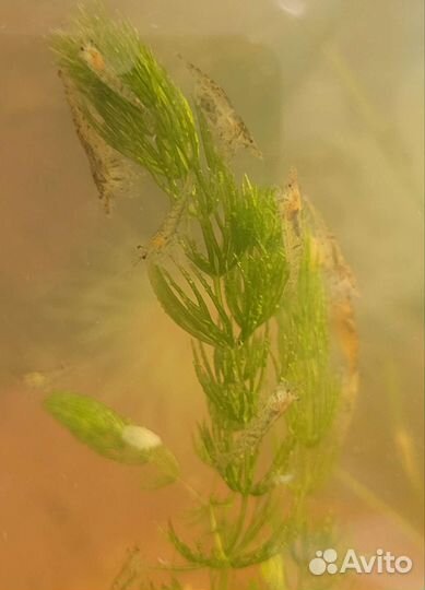 Аквариумные креветки