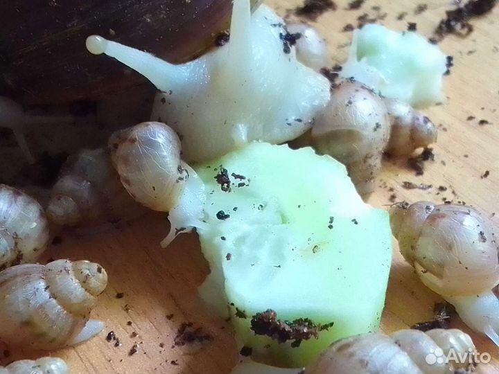 Улитки Ахатины