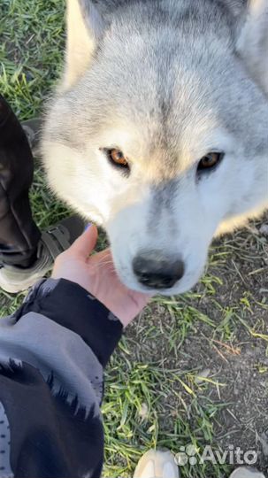 Хаски в добрые руки