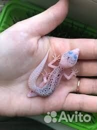 Геккон/эублефар