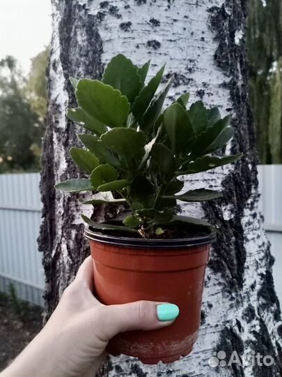 Комнатные растения