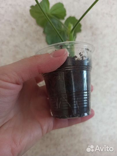 Сортовая пеларгония,Обмен