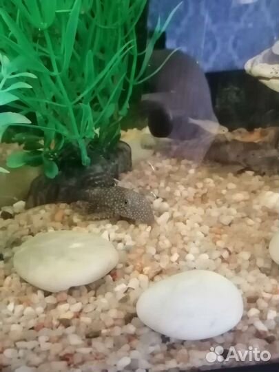 Живая рыба сом