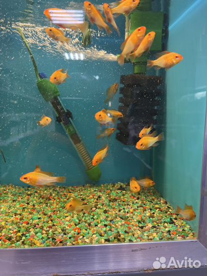 Аквариумные рыбки