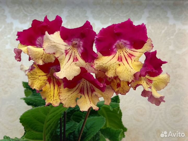 Стрептокарпусы детки и листовые черенки