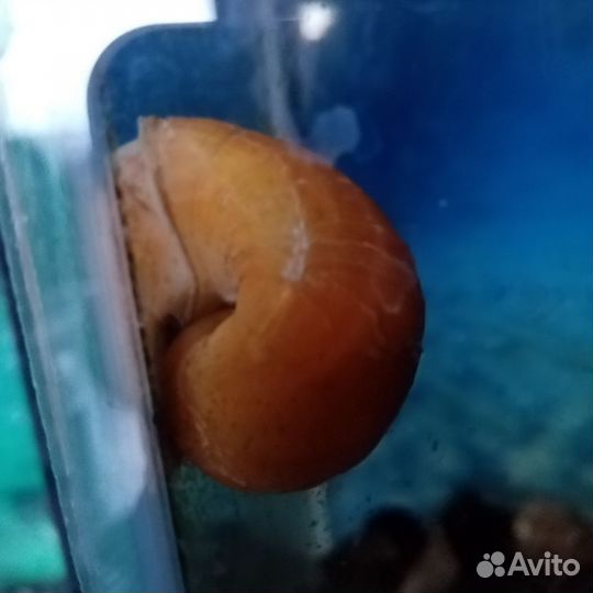 Улитки аквариумные