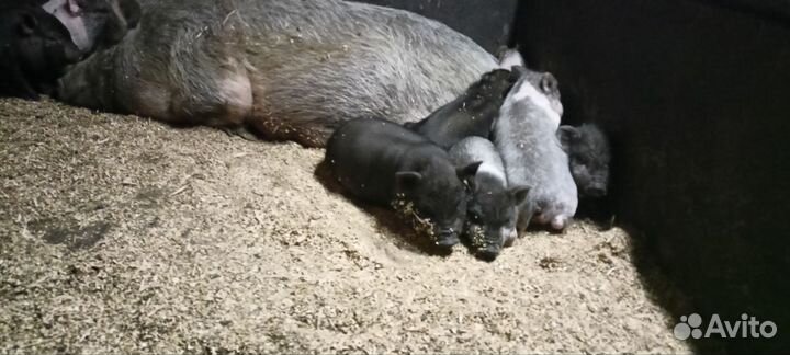 Въетнамские вислобрюхие поросята