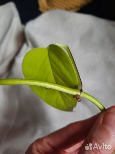 Сциндапсус Neon