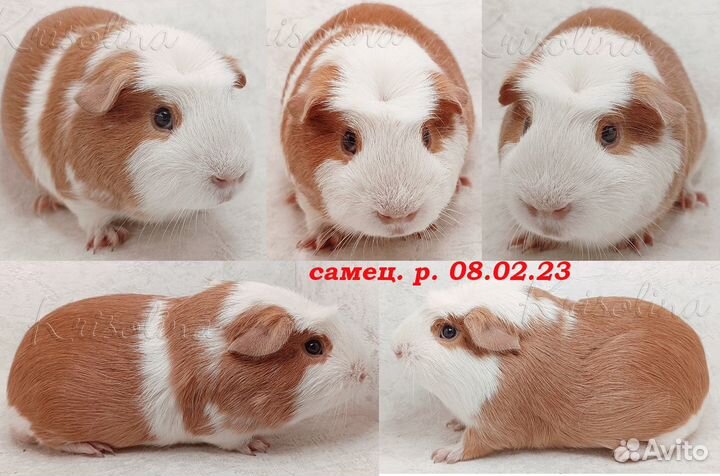 Морская свинка короткошерстная