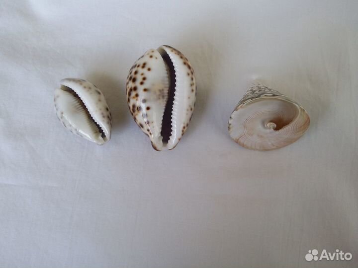 Ракушки морские набор