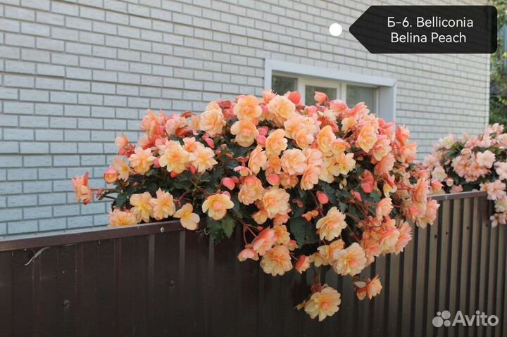 Бегония Belliconii (ампельная)