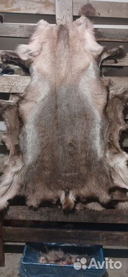 Шкура домашнего оленя