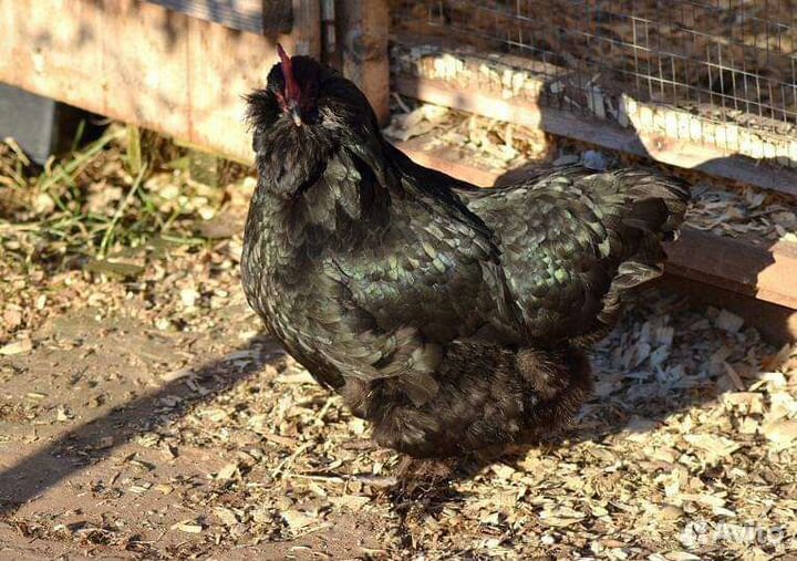 Фавероль голубая черная