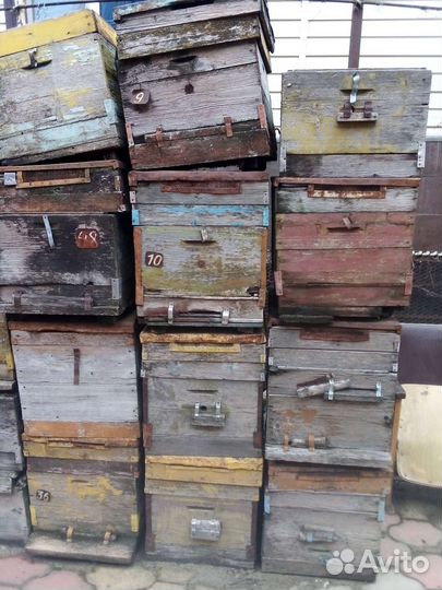 Пчелиные улики