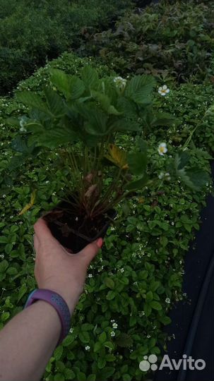 Земляника садовая