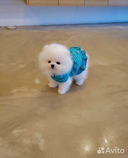 Шпиц супер мишка мини