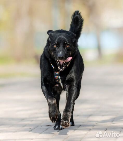 Собака в добрые руки