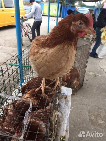 Молодые куры несушки от 4.5-5.5 месяцев