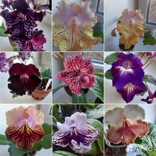 Стрептокарпус (фрагменты)