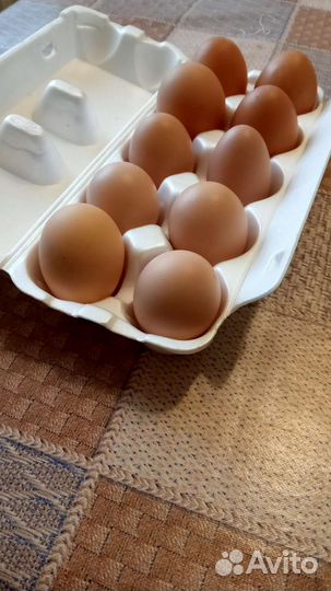 Домашние куриные яйца