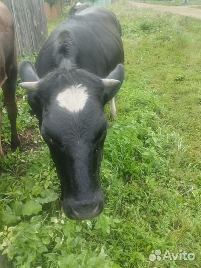 Тёлка стельная