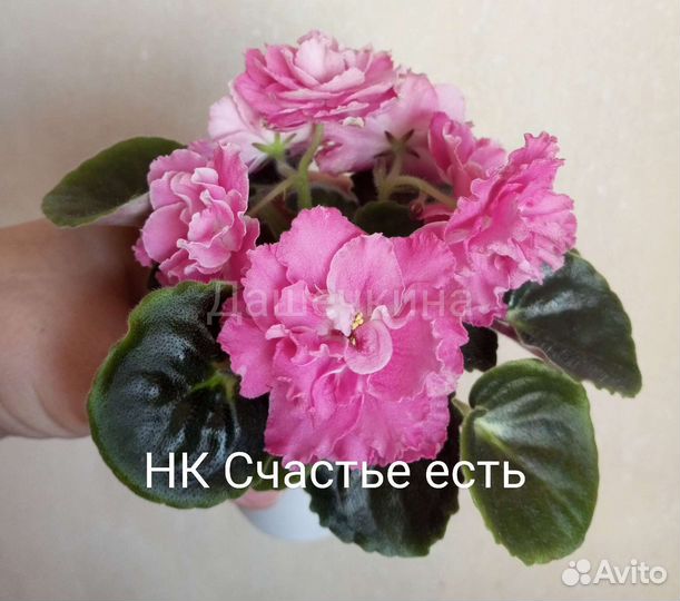 Фиалка - детки